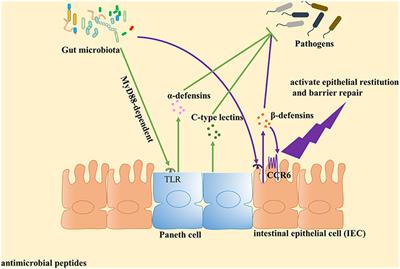 Interactions Between the Gut Microbiota and the Host Innate Immune Response Against Pathogens